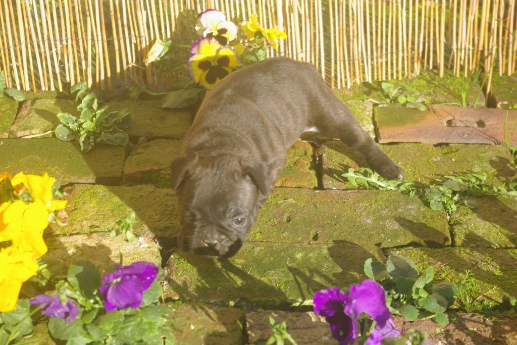 images/contenu/Chiots/Bouledogue/003/9-bouledogue_franais_6.jpg