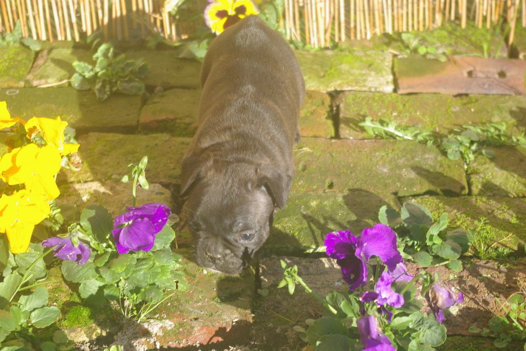 images/contenu/Chiots/Bouledogue/003/9-bouledogue_franais_9.jpg