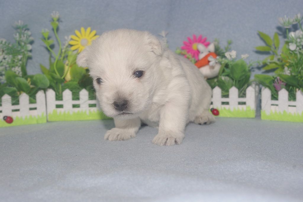 images/contenu/Chiots/westie/005/westie_002_6.jpg