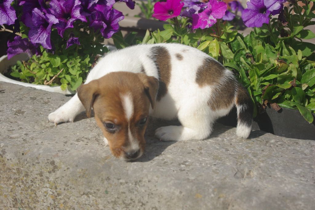 images/contenu/Chiots/jackrussel/003/8-jack_russel_11.jpg