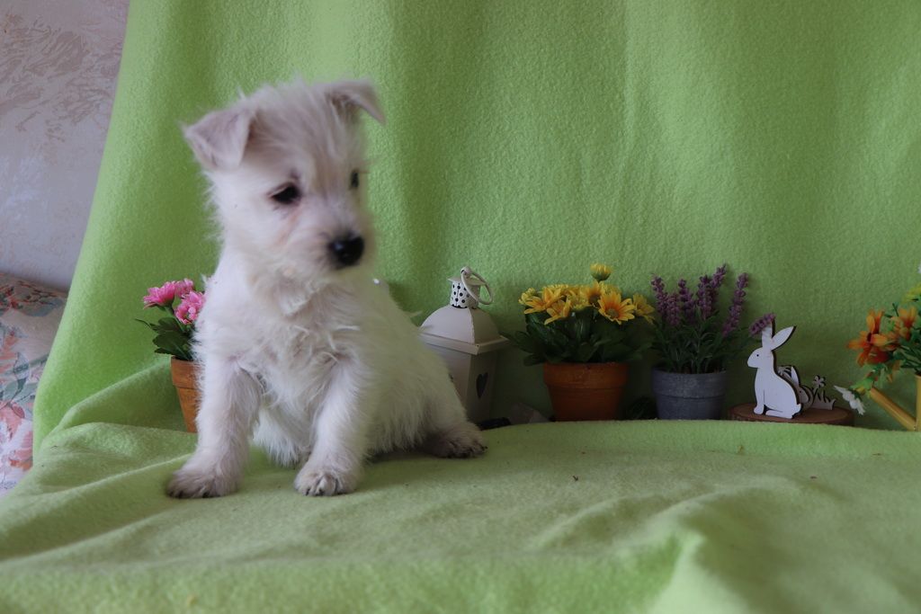 images/contenu/Chiots/westie/002/8-westie_13.jpg