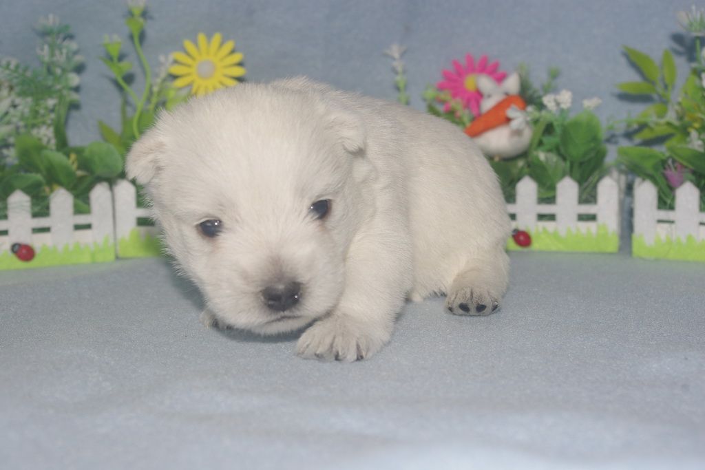 images/contenu/Chiots/westie/005/westie_002_7.jpg
