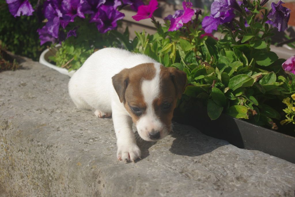 images/contenu/Chiots/jackrussel/002/8-jack_russel_15.jpg