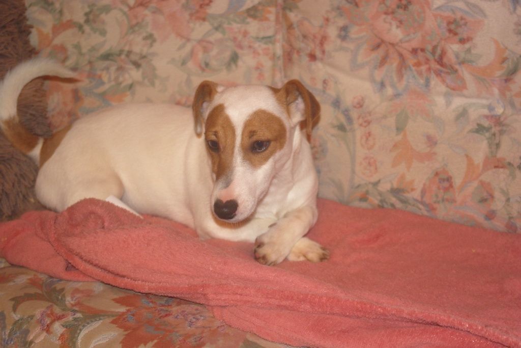 images/contenu/Chiots/jackrussel/005/5-jack_russel_5.jpg