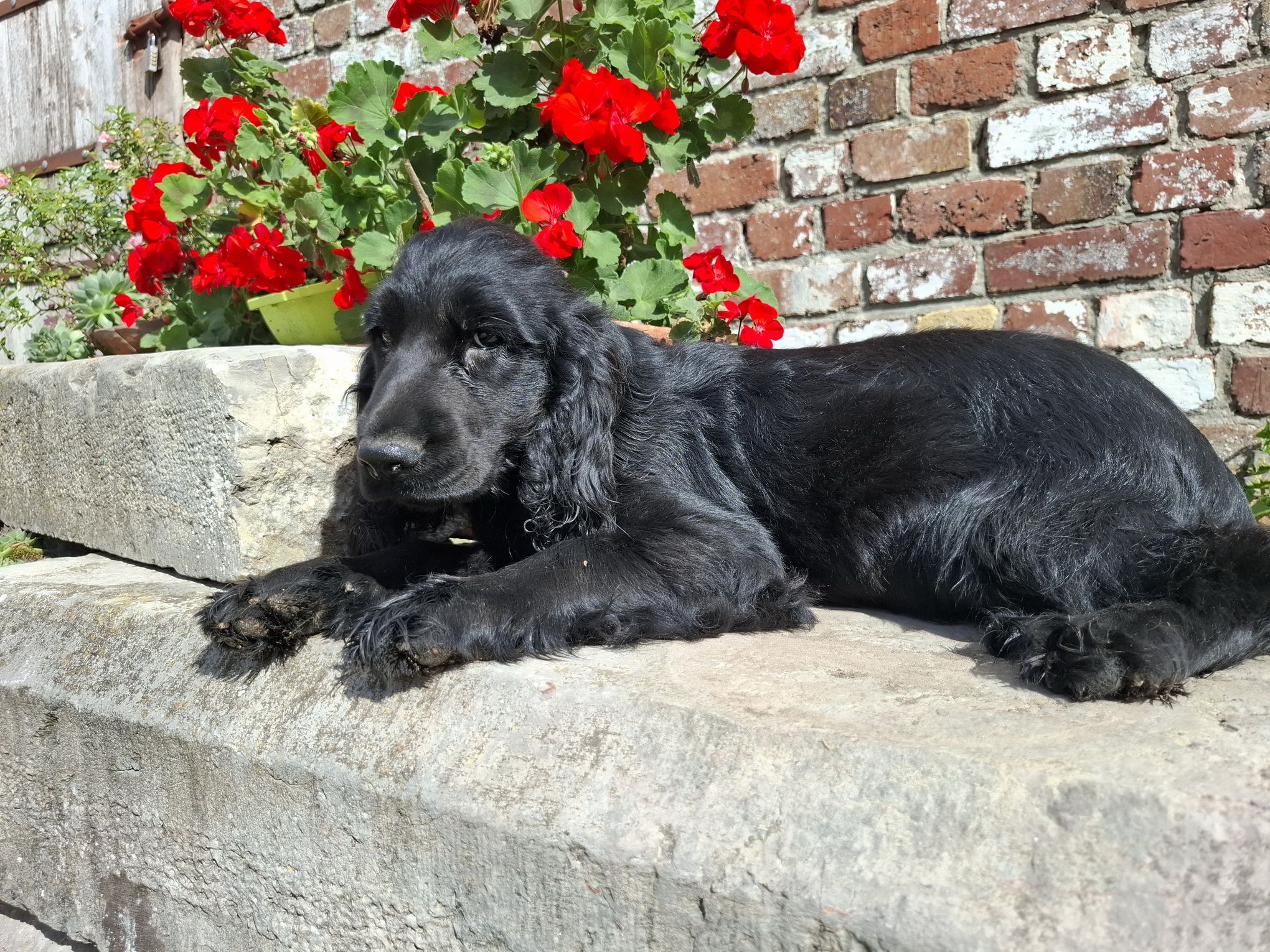 images/contenu/Chiots/Cocker/003/8-cocker_anglais_15.jpg