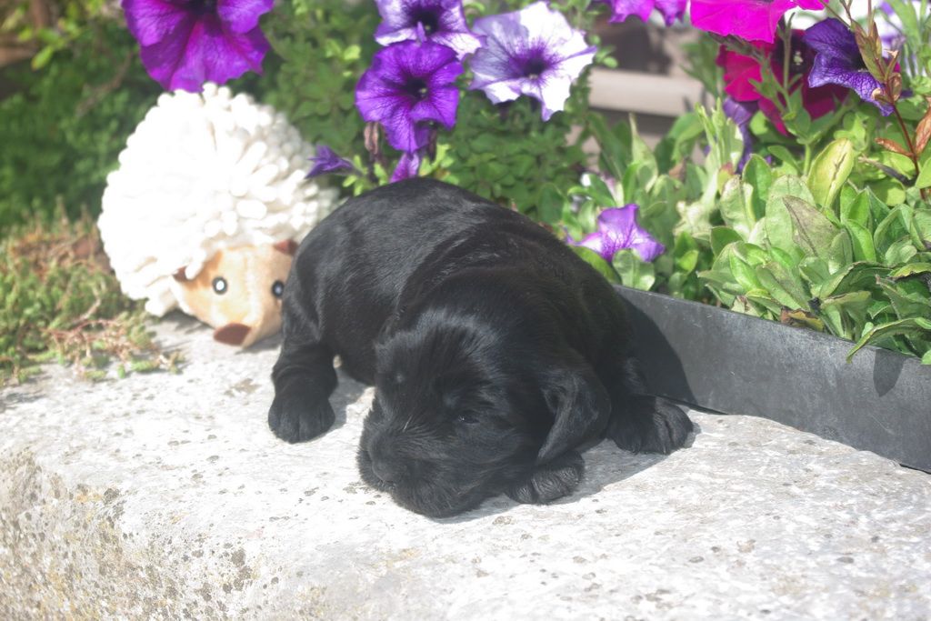 images/contenu/Chiots/Cocker/001/8-cocker_anglais_4.jpg