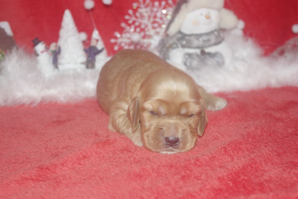 images/contenu/Chiots/Cocker/003/9-cocker_anglais_9.jpg