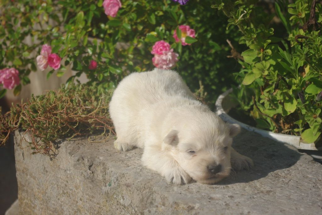 images/contenu/Chiots/westie/003/9-westie_4.jpg