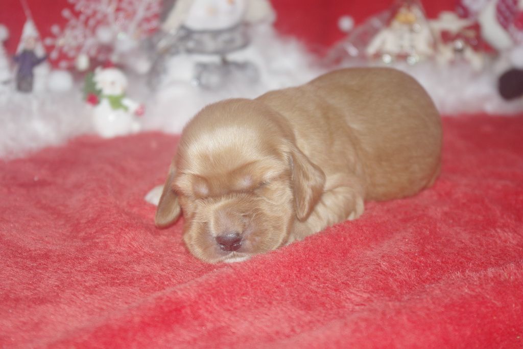 images/contenu/Chiots/Cocker/003/9-cocker_anglais_8.jpg