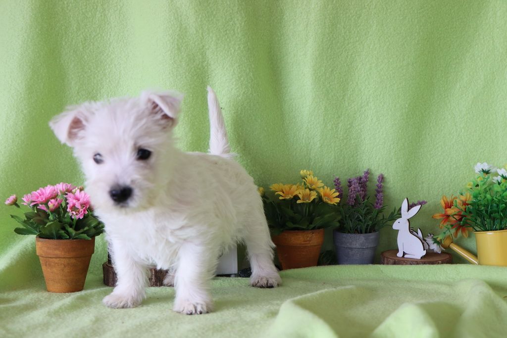 images/contenu/Chiots/westie/004/8-westie_10.jpg