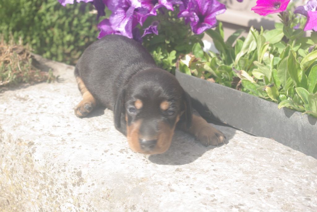 images/contenu/Chiots/teckel/004/9-teckel_4.jpg