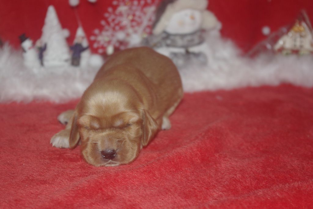 images/contenu/Chiots/Cocker/003/9-cocker_anglais_1.jpg