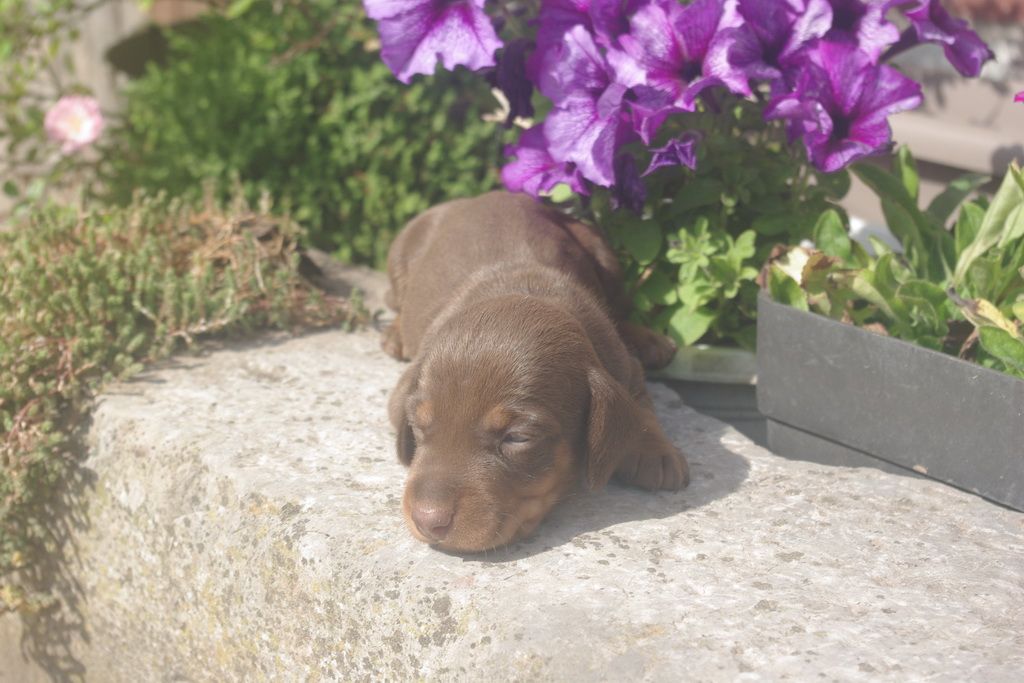 images/contenu/Chiots/teckel/005/9-teckel_6.jpg