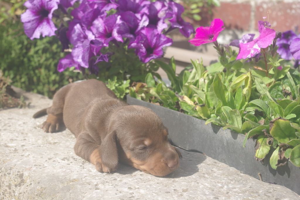 images/contenu/Chiots/teckel/005/9-teckel_9.jpg