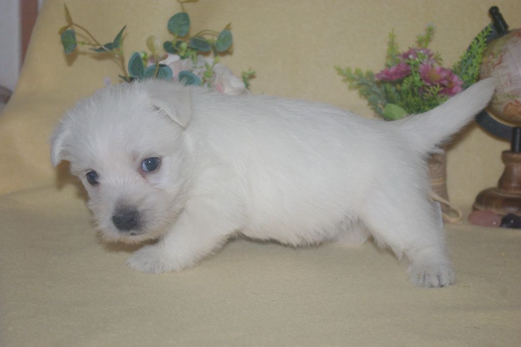 images/contenu/Chiots/westie/001/9-westie_10.jpg