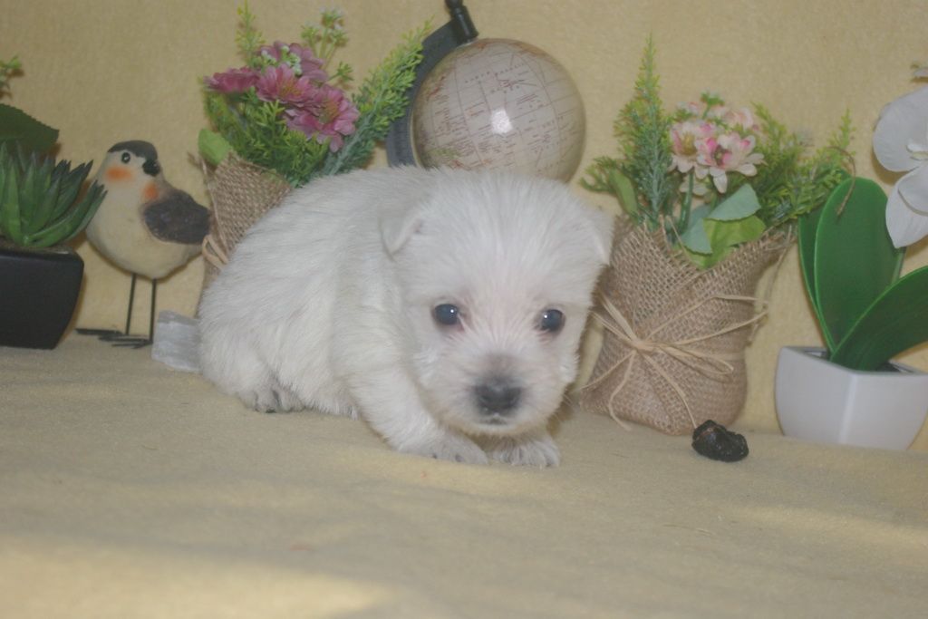 images/contenu/Chiots/westie/004/9-westie_11.jpg