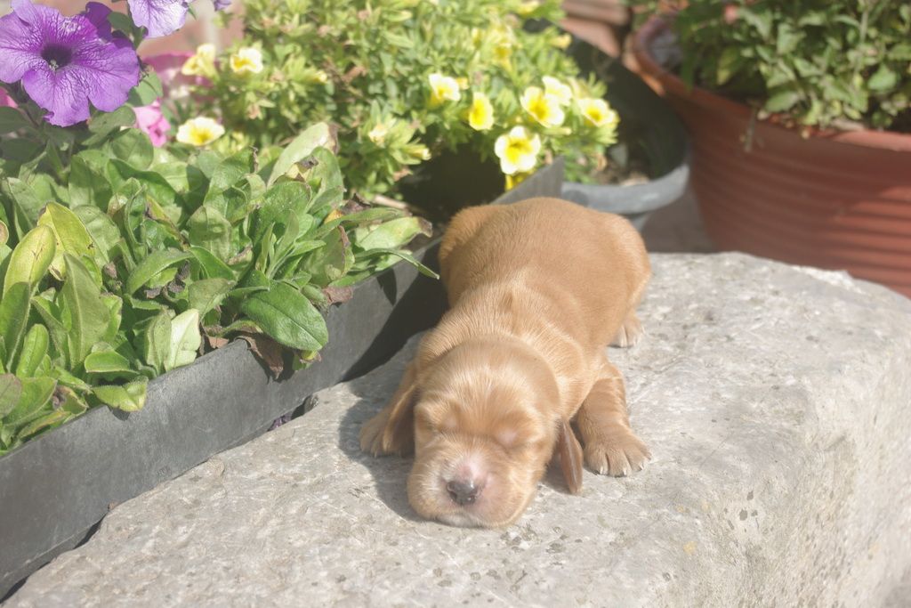 images/contenu/Chiots/Cocker/008/IMGP0446.jpg