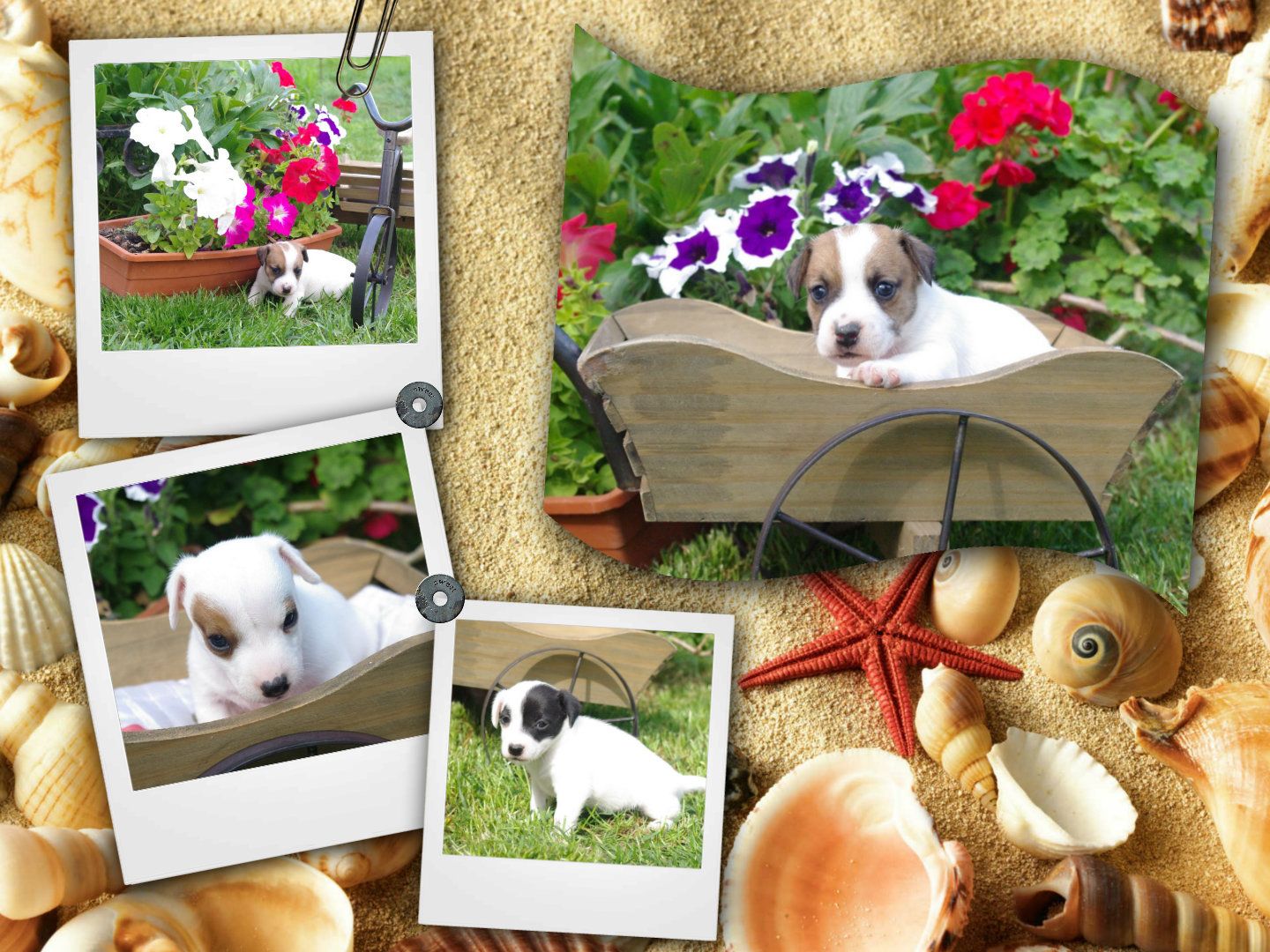 images/contenu/Chiots/jackrussel/pasdechiots/jack_russel_30.jpg