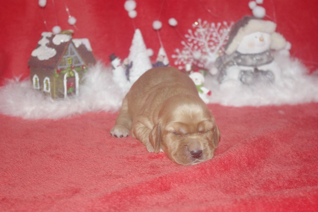 images/contenu/Chiots/Cocker/003/9-cocker_anglais_3.jpg