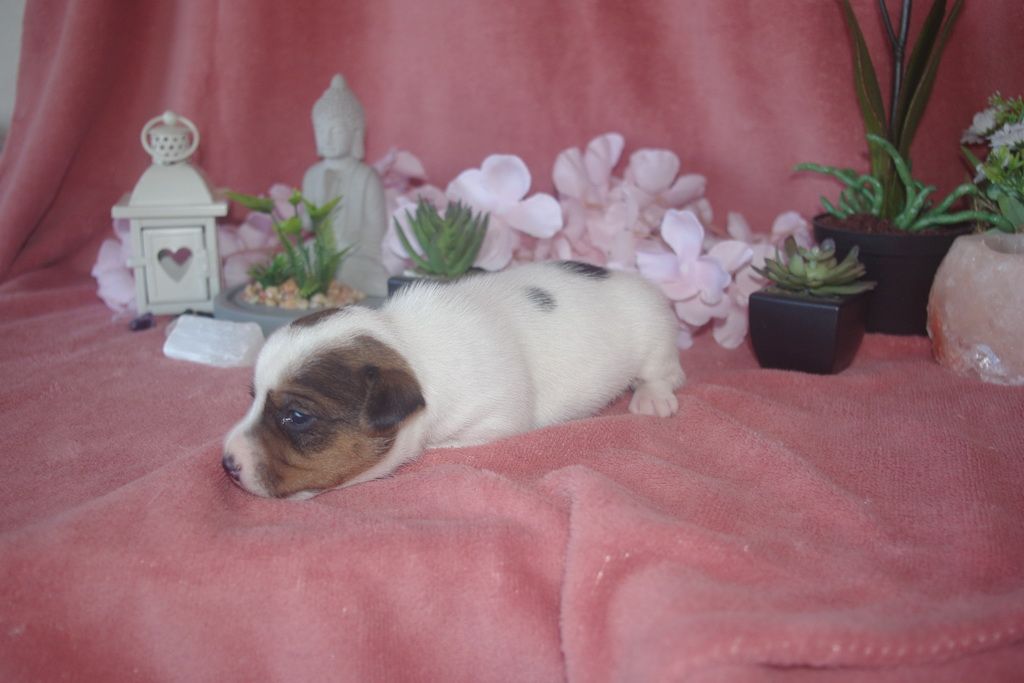 images/contenu/Chiots/jackrussel/002/9-jack_russel_10.jpg