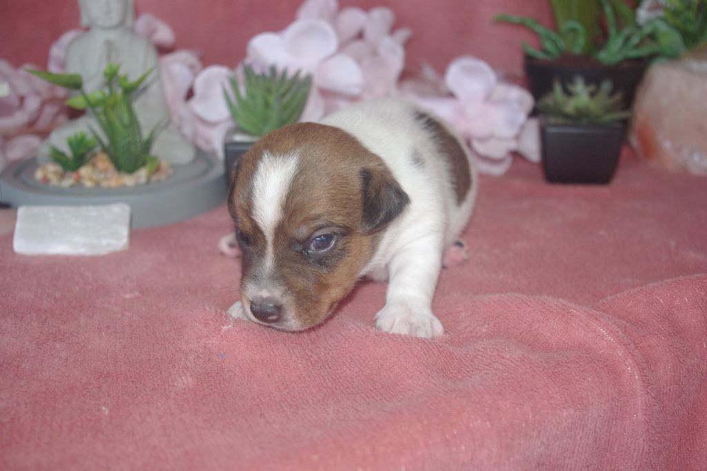 images/contenu/Chiots/jackrussel/003/9-jack_russel_13.jpg