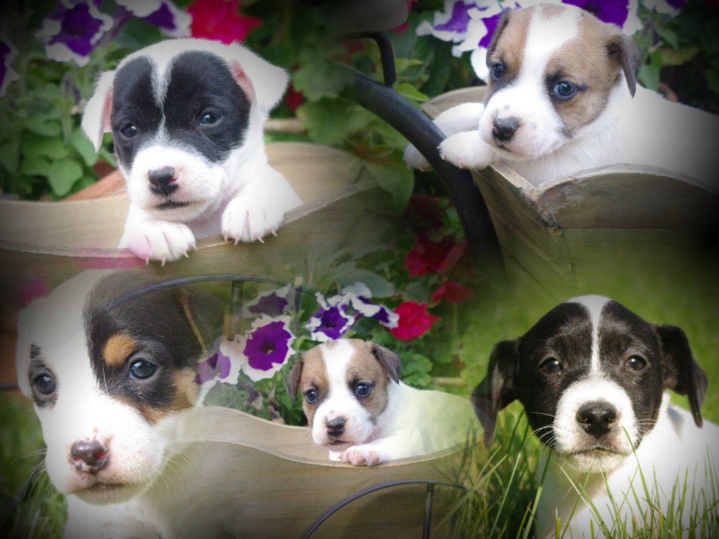 images/contenu/Chiots/jackrussel/pasdechiots/jack_russel_32.jpg