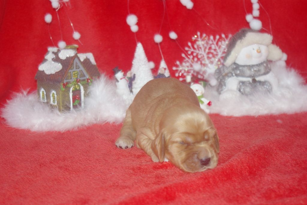 images/contenu/Chiots/Cocker/003/9-cocker_anglais_2.jpg