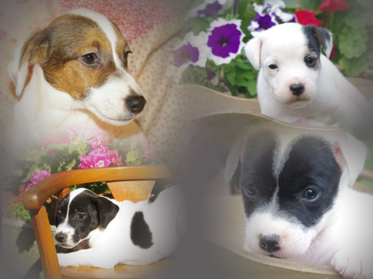 images/contenu/Chiots/jackrussel/pasdechiots/jack_russel_33.jpg