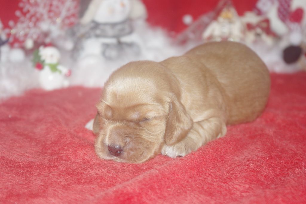 images/contenu/Chiots/Cocker/003/9-cocker_anglais_7.jpg