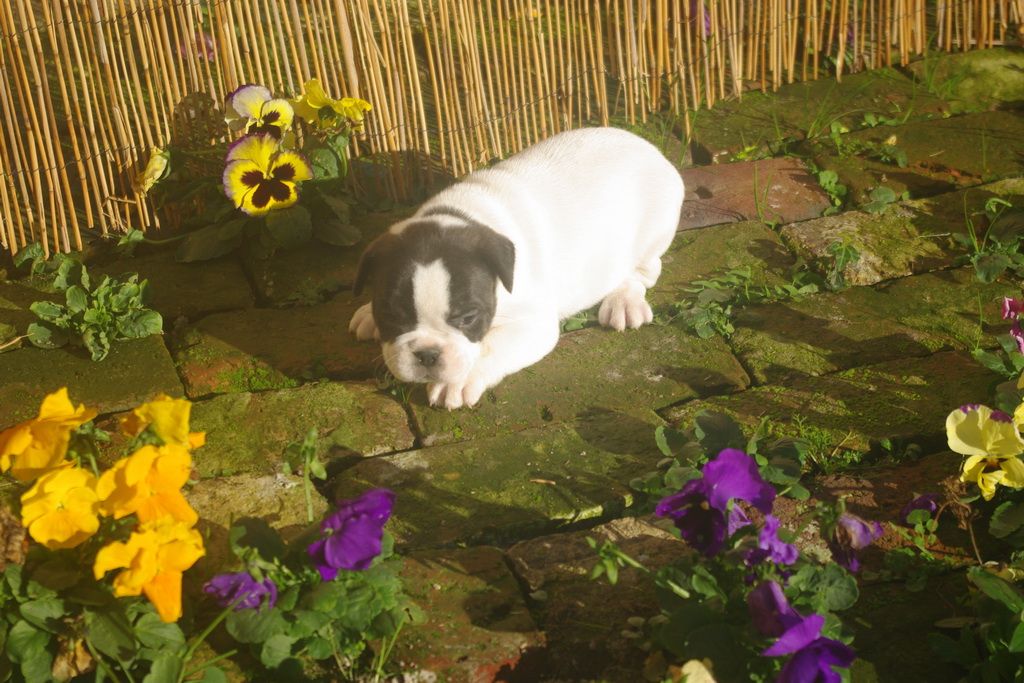 images/contenu/Chiots/Bouledogue/002/9-bouledogue_franais_8.jpg