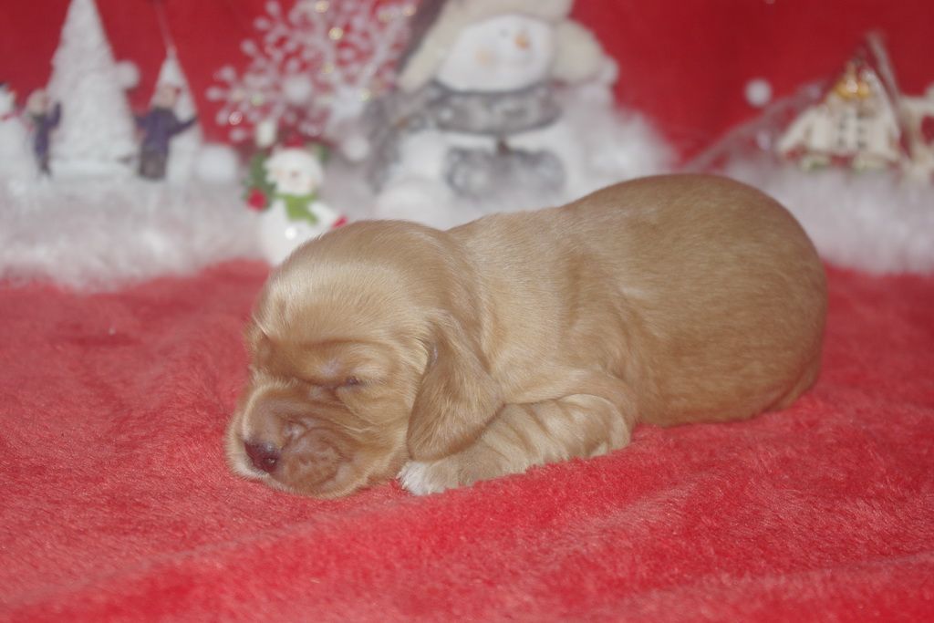 images/contenu/Chiots/Cocker/003/9-cocker_anglais_6.jpg