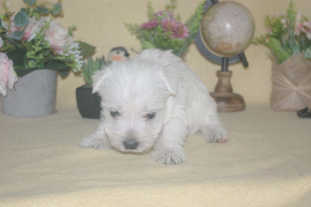 images/contenu/Chiots/westie/003/9-westie_10.jpg