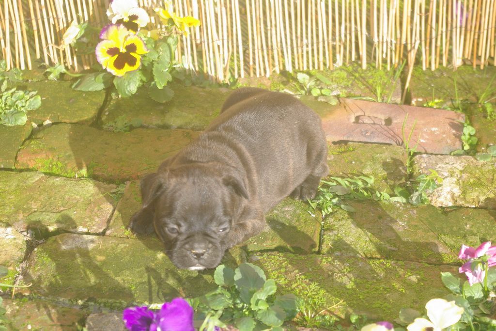 images/contenu/Chiots/Bouledogue/003/9-bouledogue_franais_14.jpg