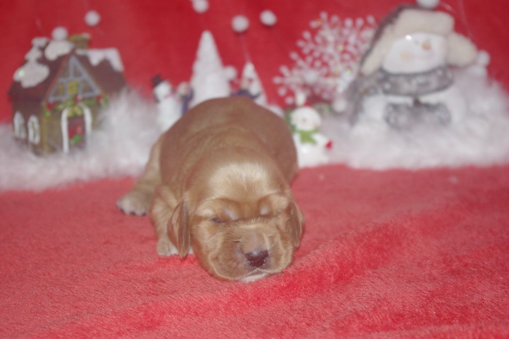 images/contenu/Chiots/Cocker/003/9-cocker_anglais_4.jpg
