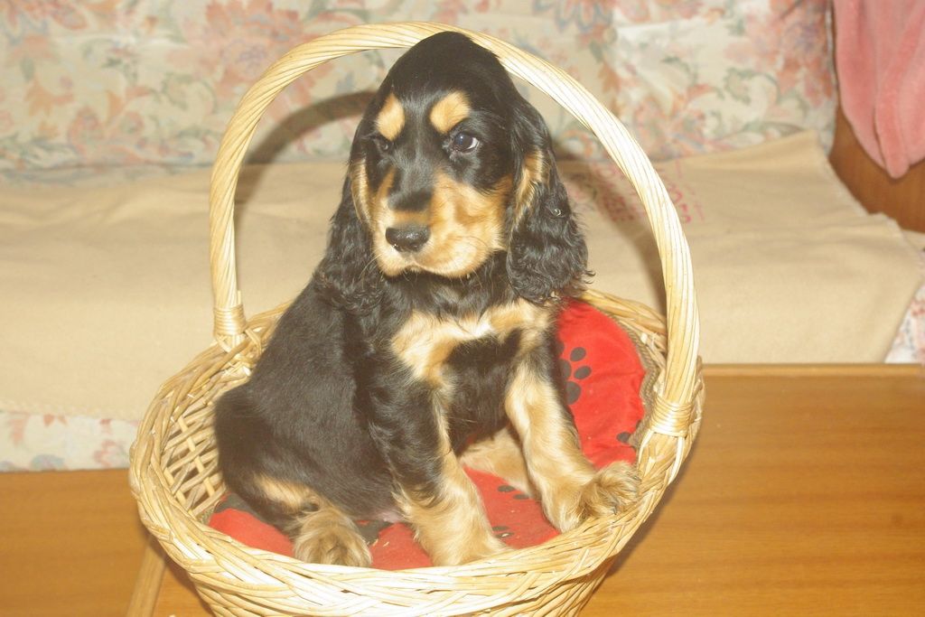 images/contenu/Chiots/Cocker/004/7-cocker_anglais_8.jpg