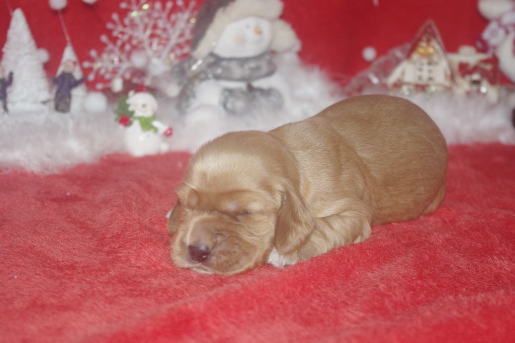 images/contenu/Chiots/Cocker/003/9-cocker_anglais_5.jpg