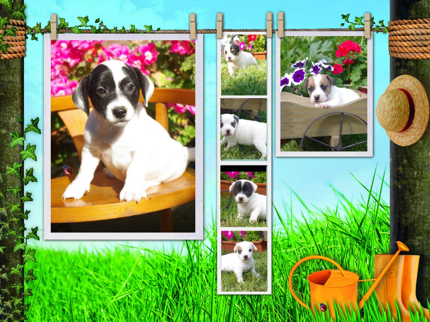 images/contenu/Chiots/jackrussel/pasdechiots/jack_russel_34.jpg
