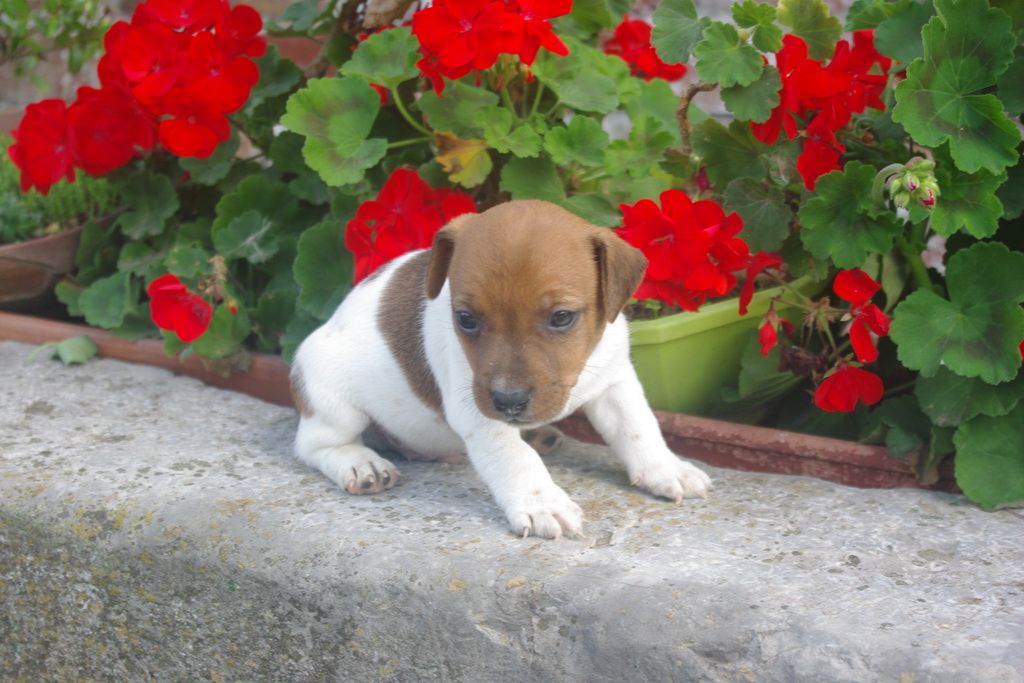 images/contenu/Chiots/jackrussel/004/9-jack_russel_2.jpg