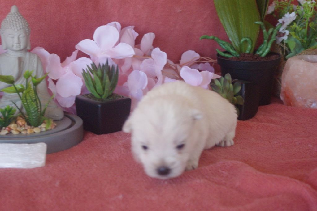 images/contenu/Chiots/westie/007/9-westie_1.jpg