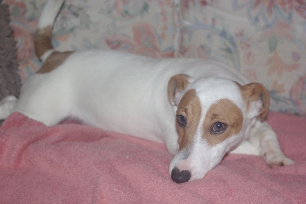 images/contenu/Chiots/jackrussel/005/5-jack_russel_11.jpg