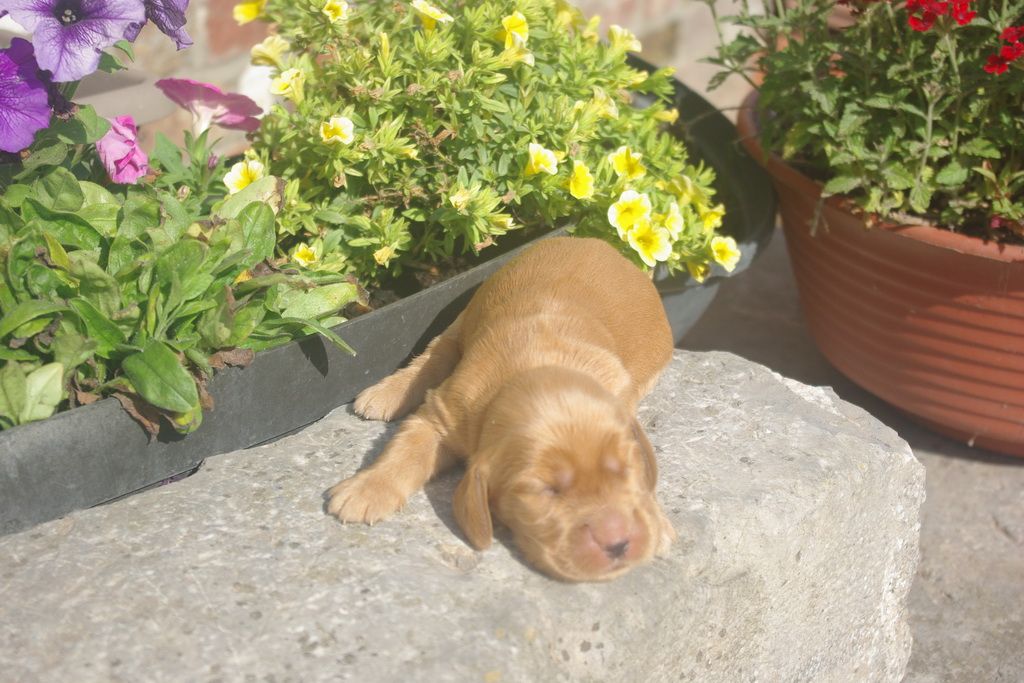 images/contenu/Chiots/Cocker/007/9-cocker_anglais_7.jpg