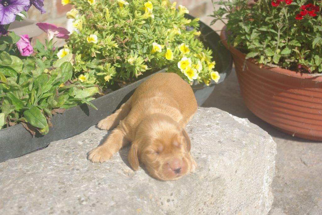 images/contenu/Chiots/Cocker/007/9-cocker_anglais_8.jpg