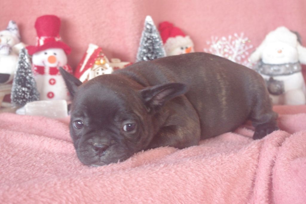 images/contenu/Chiots/Bouledogue/003/8-bouledogue_francais_2.jpg