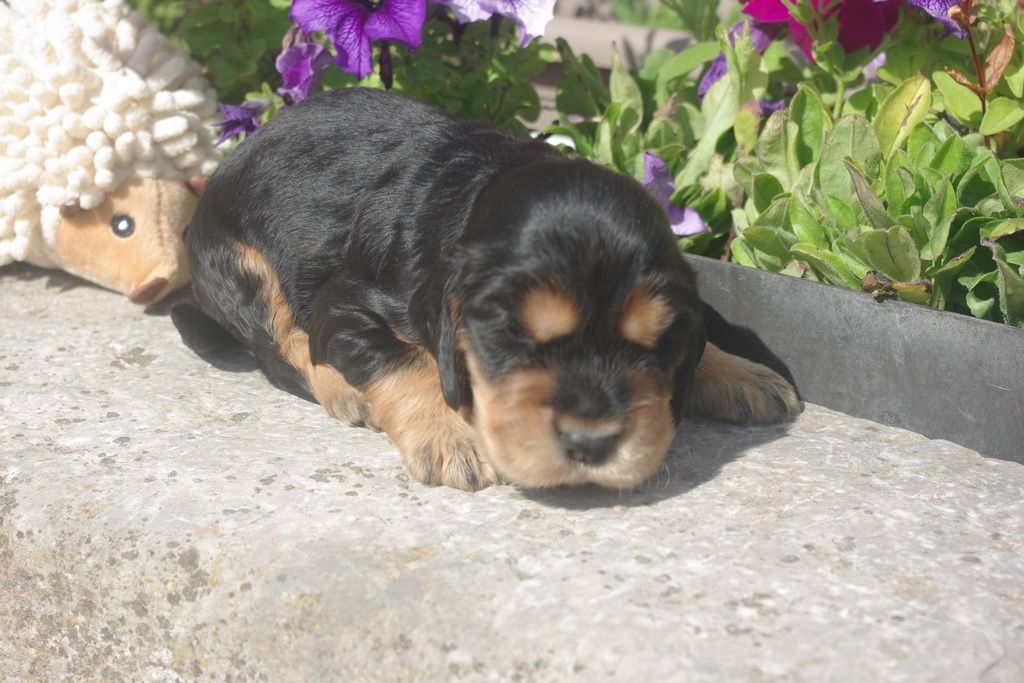 images/contenu/Chiots/Cocker/004/8-cocker_anglais_4.jpg