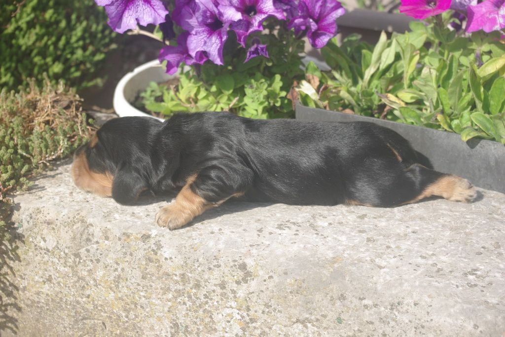 images/contenu/Chiots/Cocker/004/9-cocker_anglais_7.jpg