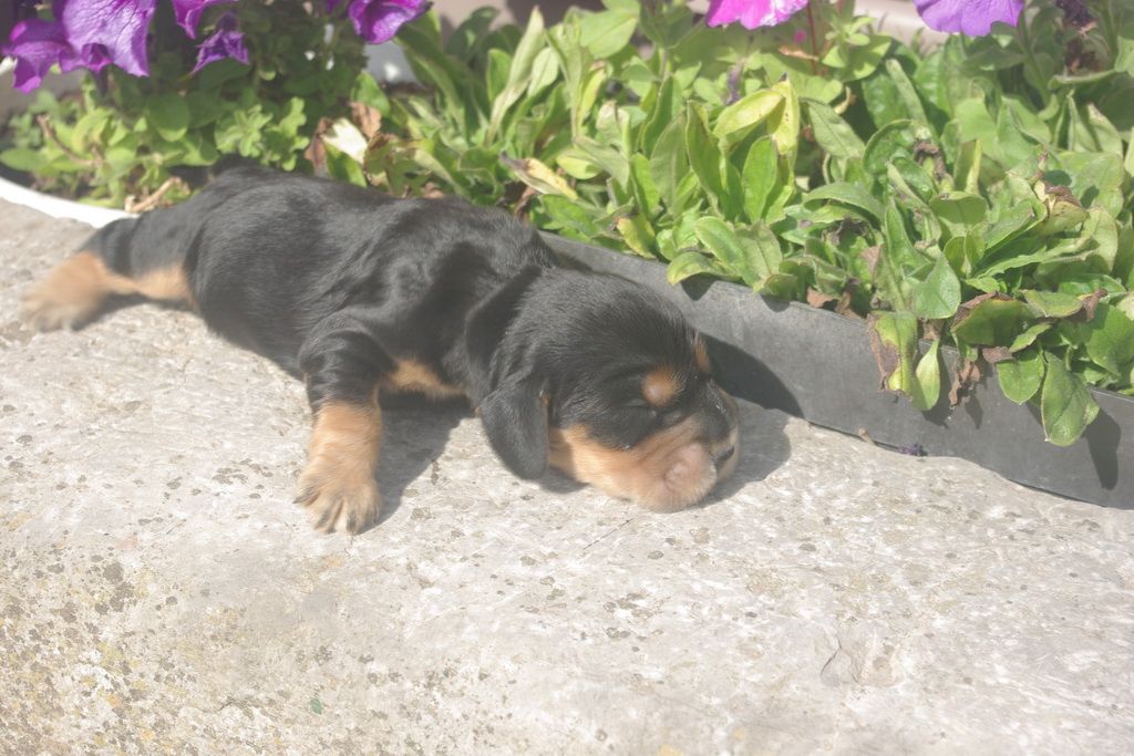 images/contenu/Chiots/Cocker/004/9-cocker_anglais_8.jpg