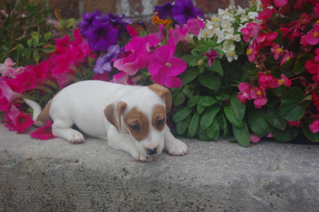 images/contenu/Chiots/jackrussel/005/8-jack_russel_1.jpg