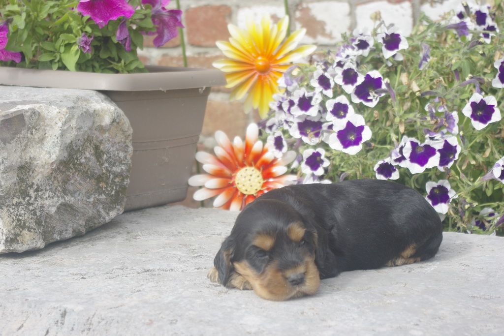images/contenu/Chiots/Cocker/012/_IGP0738.jpg
