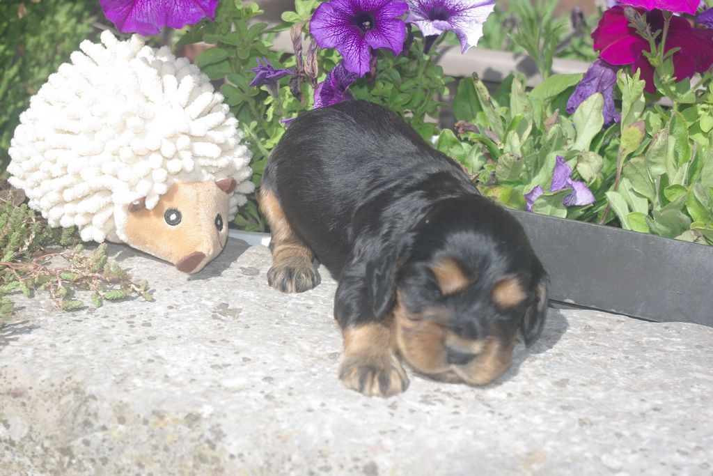images/contenu/Chiots/Cocker/002/8-cocker_anglais_5.jpg