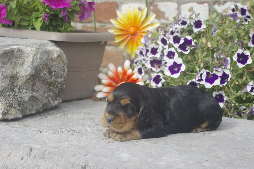 images/contenu/Chiots/Cocker/012/_IGP0739.jpg